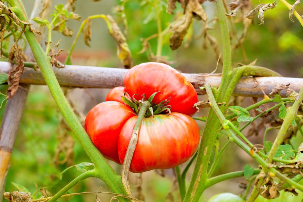 Succesvol jonge tomaten opvoeden